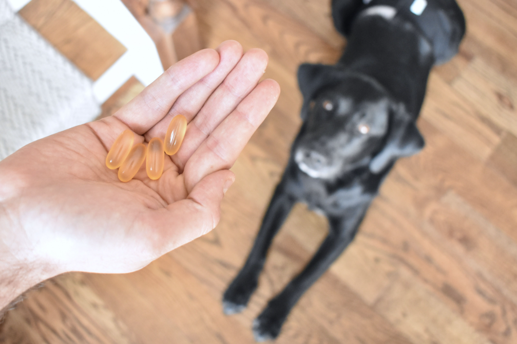 Can I Give My Dog Human Fish Oil Capsules