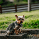 Can I Use a Pet Camera Without WiFi?