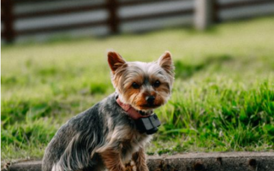 Can I Use a Pet Camera Without WiFi?