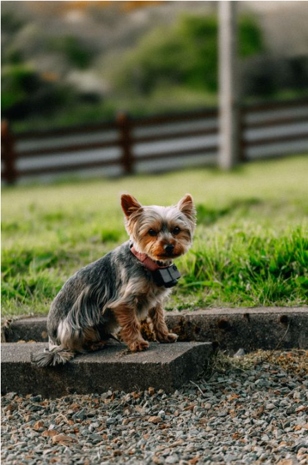 Can I Use a Pet Camera Without WiFi