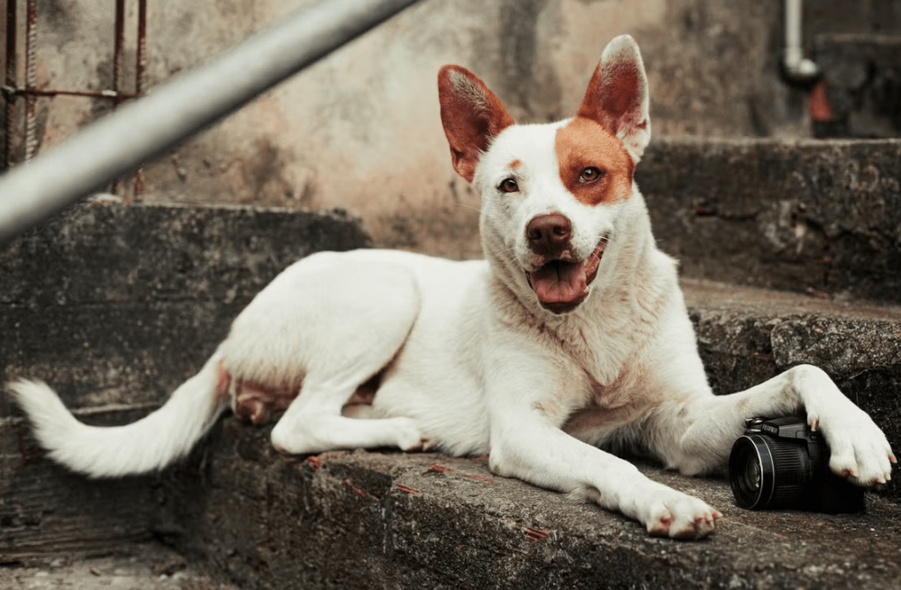 Do Dogs Get Confused by Pet Cameras?