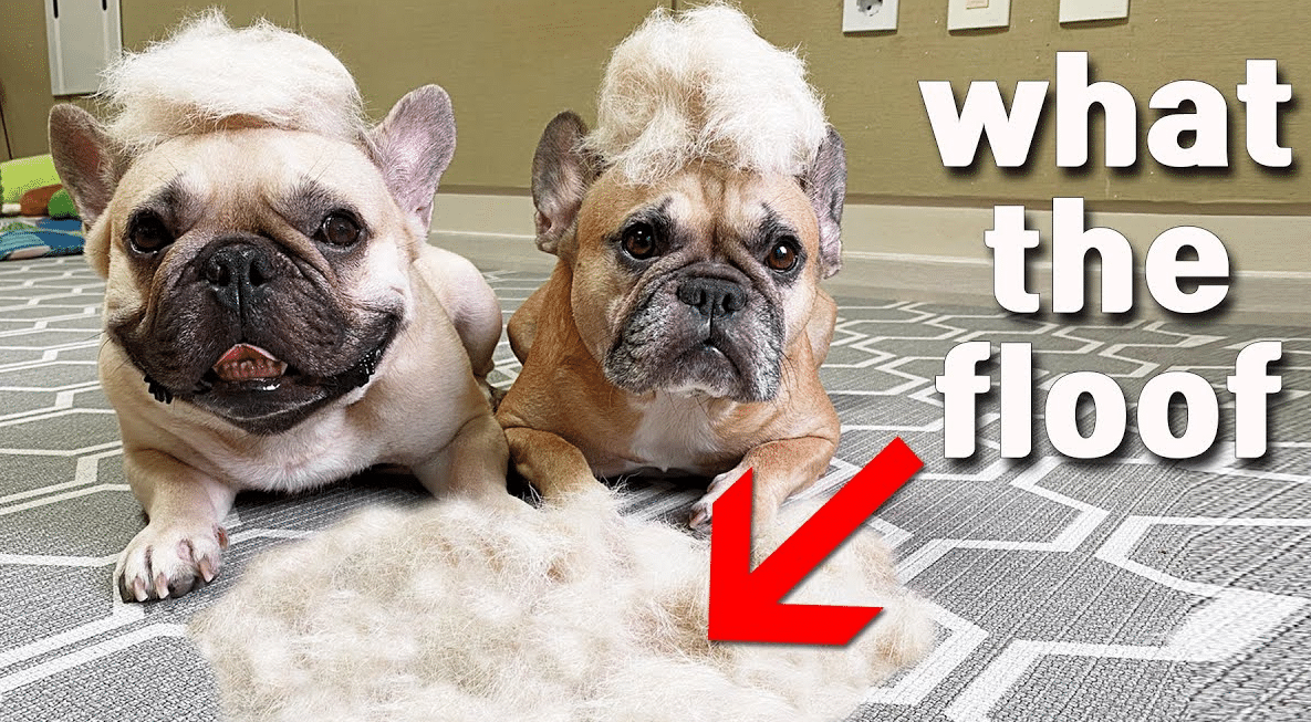 Do French Bulldogs Shed a Lot? What Frenchie Owners Should Know