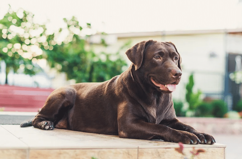 Do Labrador Retrievers Shed a Lot? What Lab Owners Need to Know