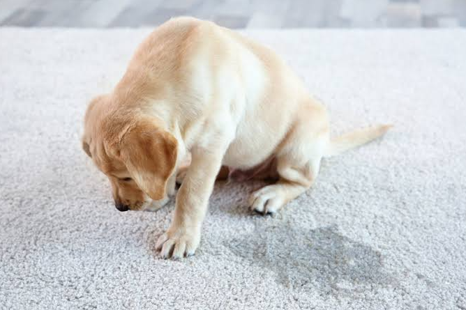 Does Vinegar Remove Dog Urine Smell? What It Can and Can’t Do