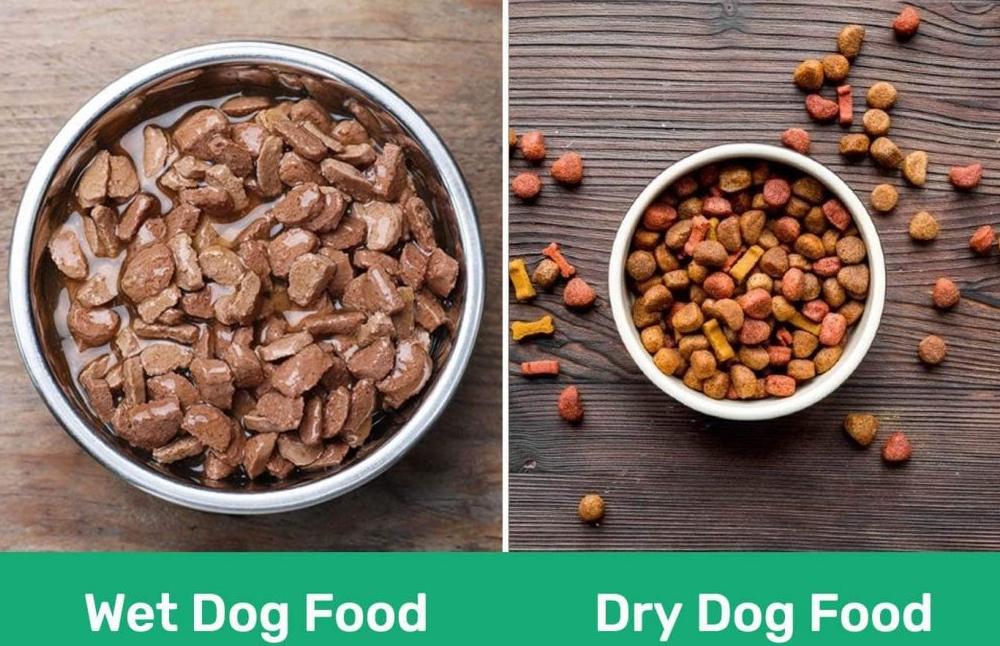 Dry Dog Food vs Wet Dog Food for Senior Dogs Which Is Better