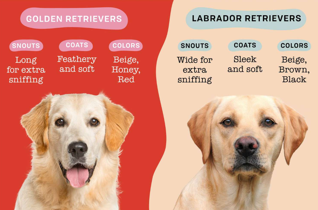 Golden Retriever vs Labrador for Families: Key Differences Compared