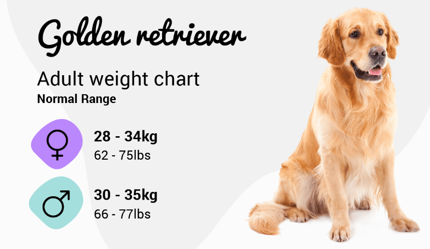 How Big Do Golden Retrievers Get? Weight and Height by Age