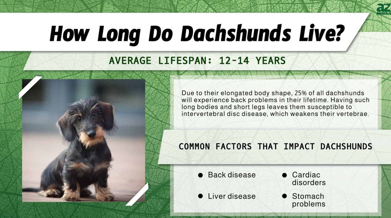 How Long Do Dachshunds Live? Average Lifespan and Key Factors