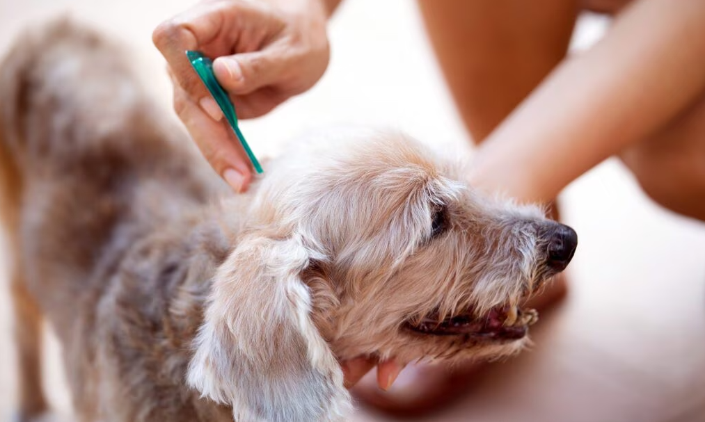 How Long Does a Dog Flea Treatment Last
