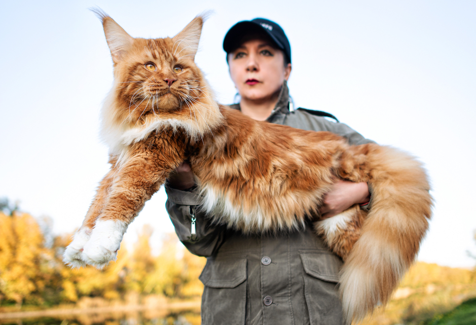 How Much Do Maine Coon Cats Weigh? Complete Size Guide