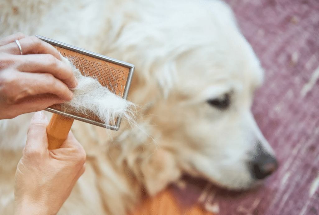 How Much Does a Golden Retriever Shed?