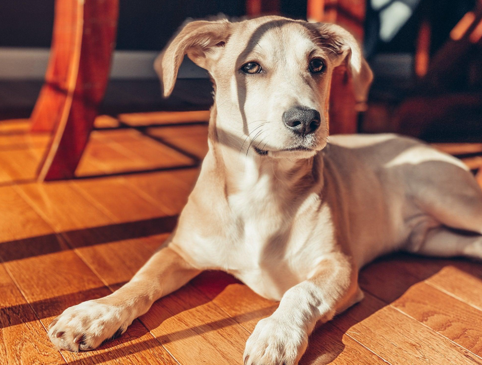 How to Clean Dog Pee Off Hardwood Floors Without Damage