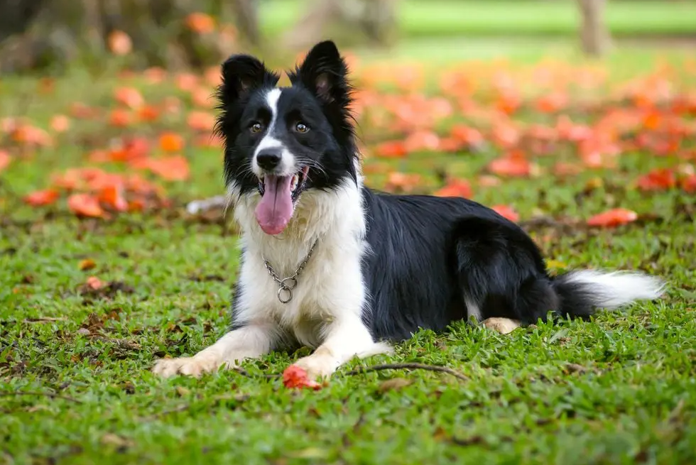 How to Exercise a Border Collie Indoors: 8 Practical Methods