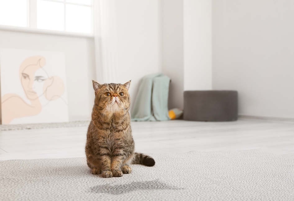 How to Get Cat Pee Smell Out of Carpet Permanently