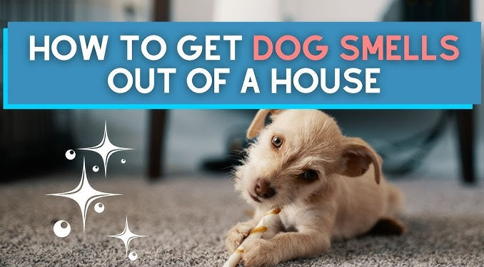 How to Get Dog Smell Out of Your House Permanently