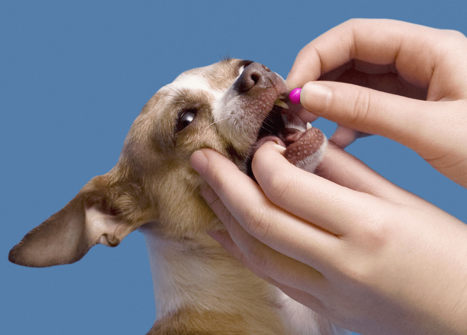 How to Give a Dog a Pill at Home