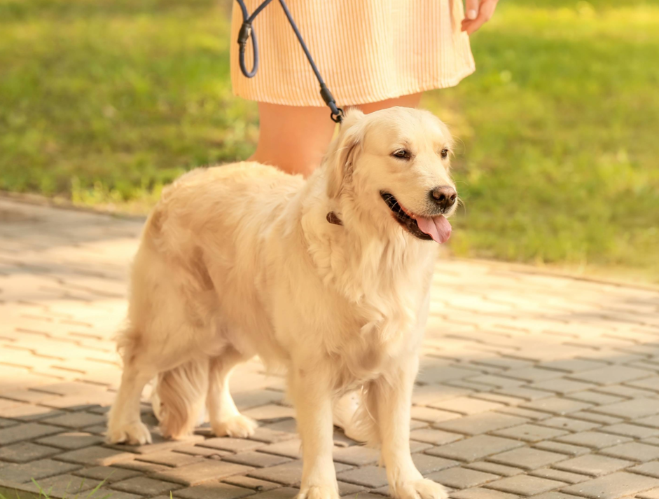 How to Help a Dog with Joint Pain at Home Practical Guide