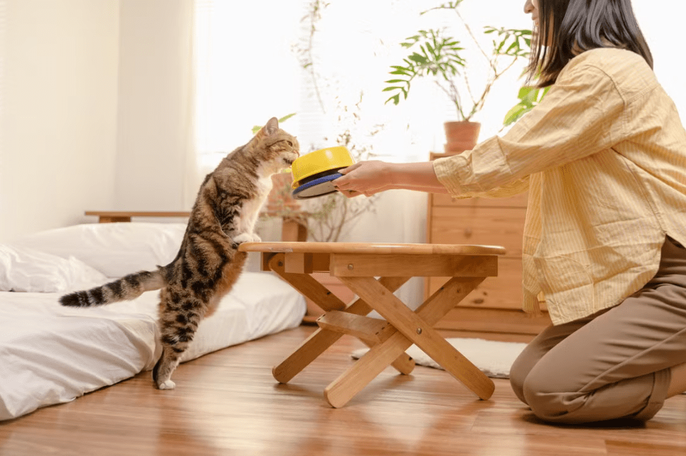 How to Introduce a Smart Feeder to a Picky Cat