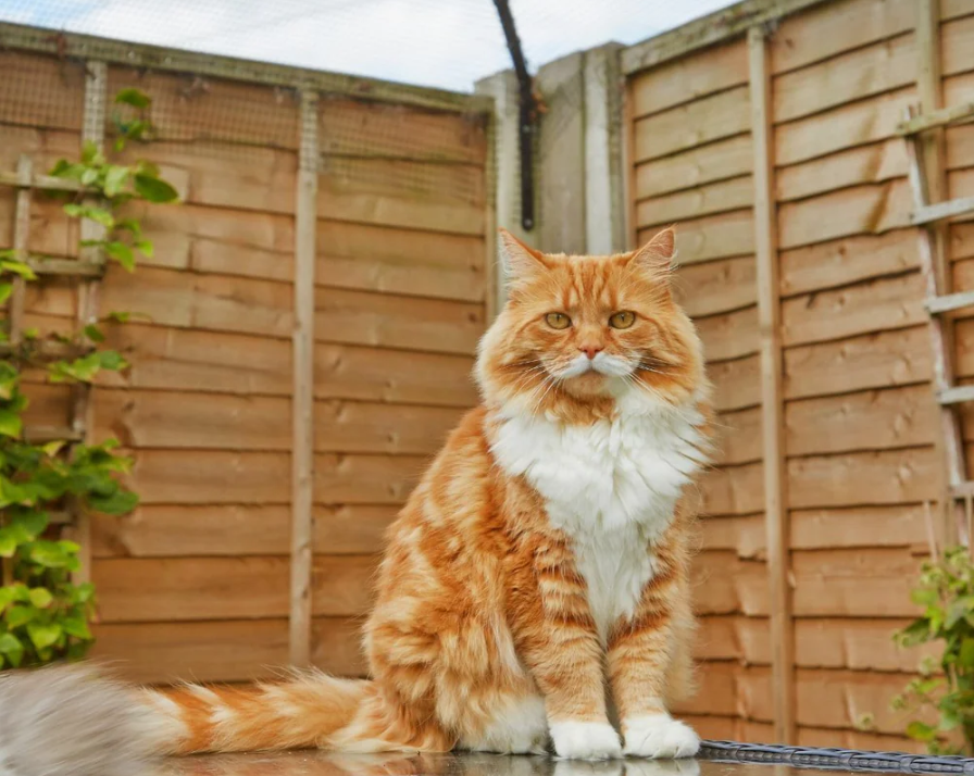 How to Keep Your Outdoor Cat Safe Home and Yard Guide