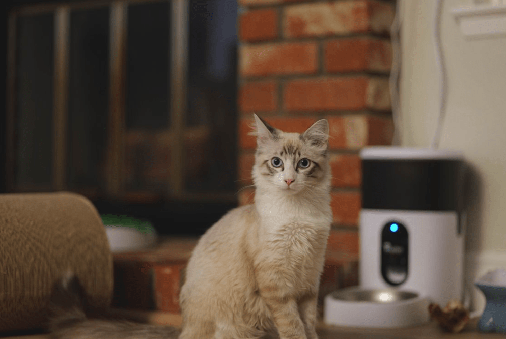 How to Stop Your Automatic Cat Feeder From Jamming