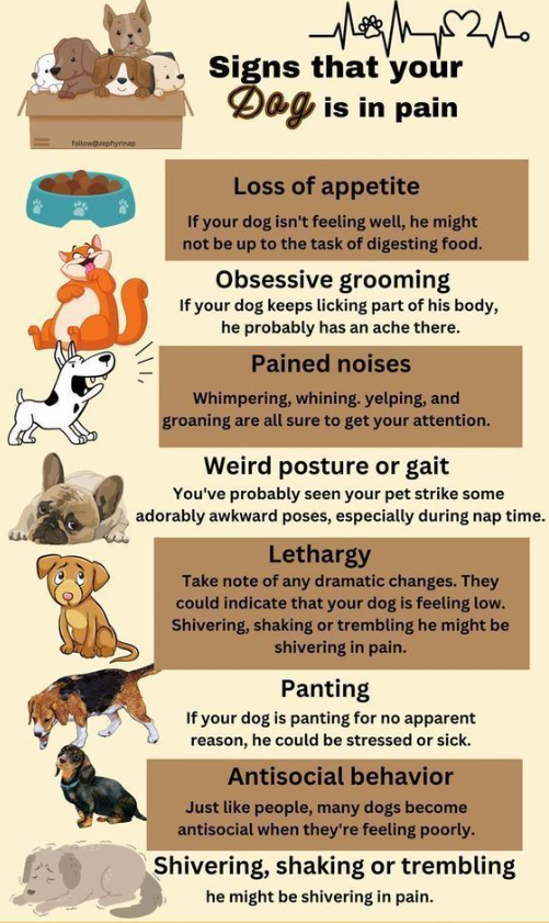 How to Tell If Your Dog Is in Pain