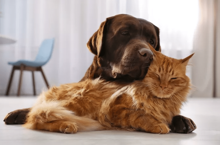 How to Train Your Dog to Leave the Microchip Cat Door Alone