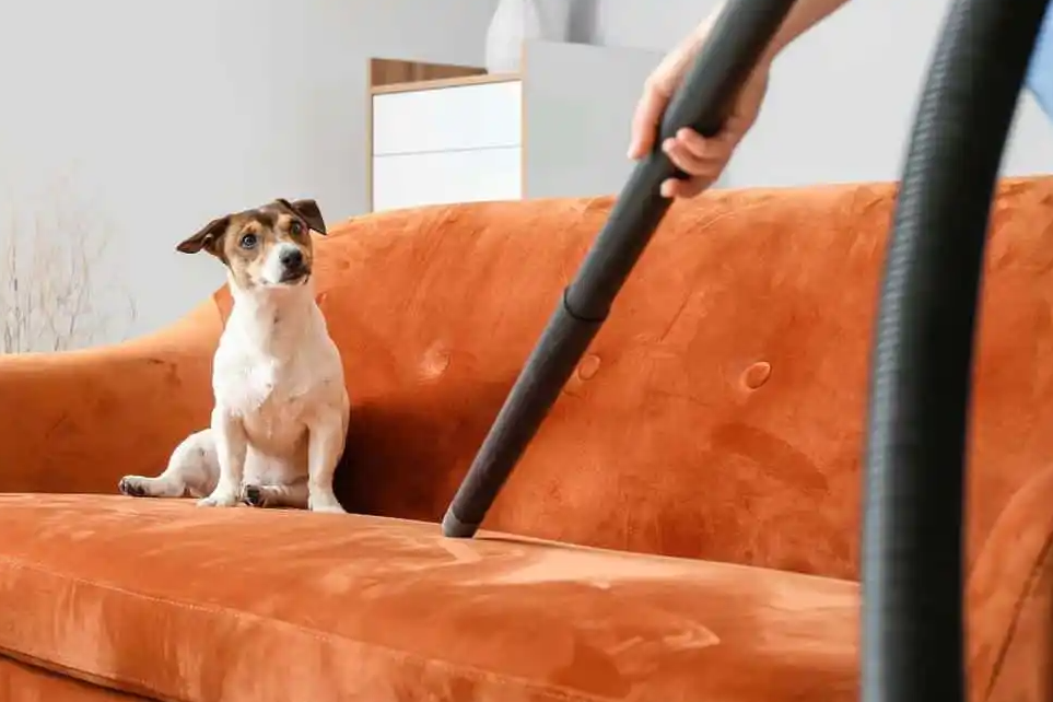 How to Vacuum Dog Hair Without Clogging: Proven Tips and Technique