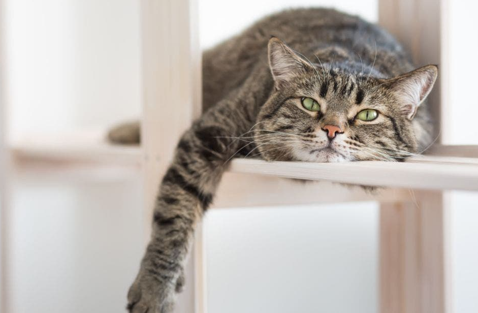Is Pet Insurance Worth It for Indoor Cats Honest Assessment
