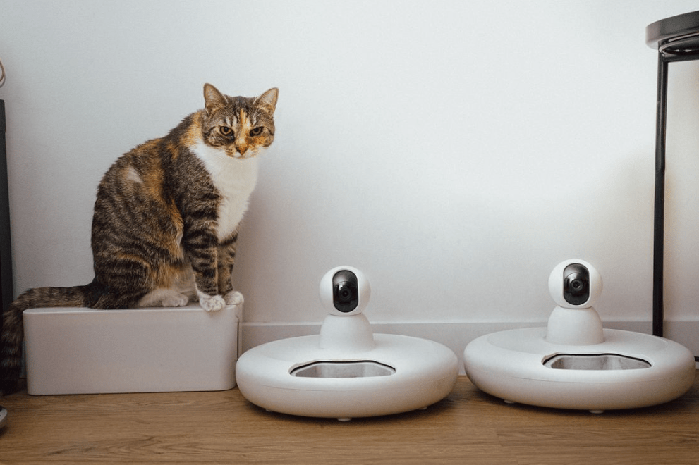 Self-Cleaning Litter Box vs Regular Litter Box: Honest Comparison