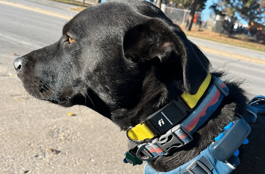 Tractive GPS vs Whistle GPS Dog Tracker Which Is Better