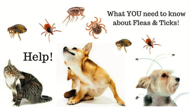What Are Signs of Fleas on Dogs at Home