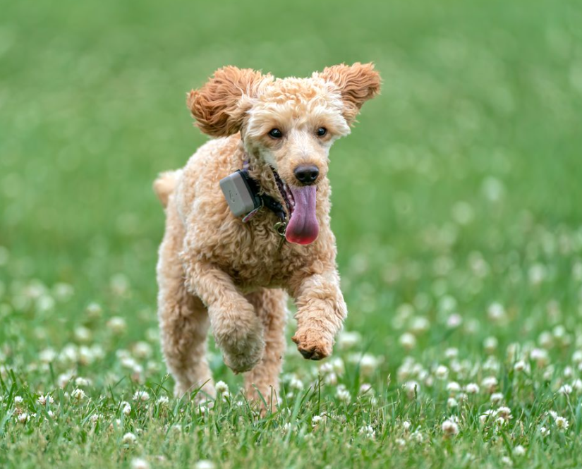 What Is the Range of a GPS Pet Tracker?