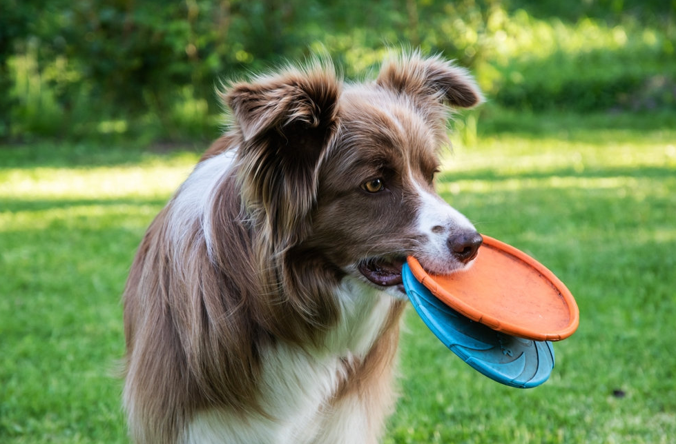 What Toys Do Border Collies Love? (And Why They Get Bored So Fast)