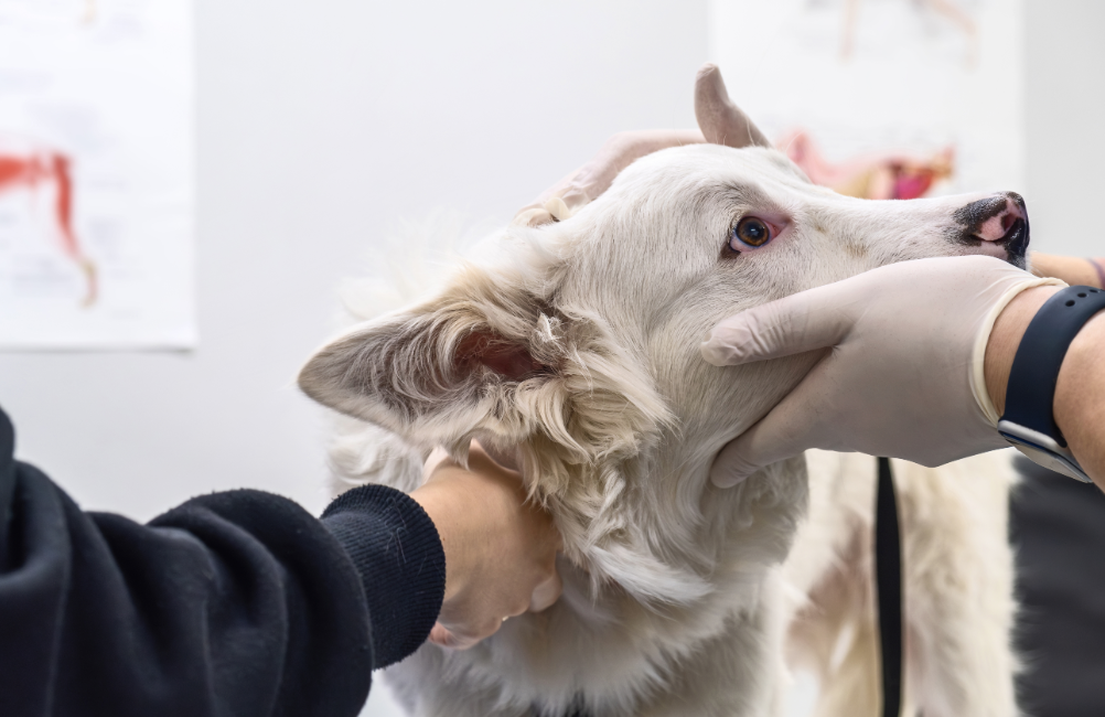 When Should I Take My Dog to the Vet A Guide by Urgency