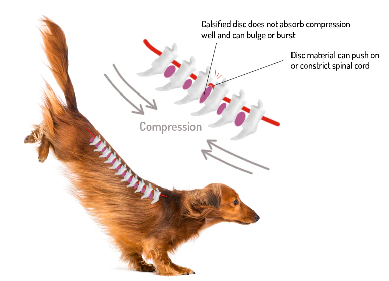 Why Does My Dachshund Have Back Problems? IVDD Explained