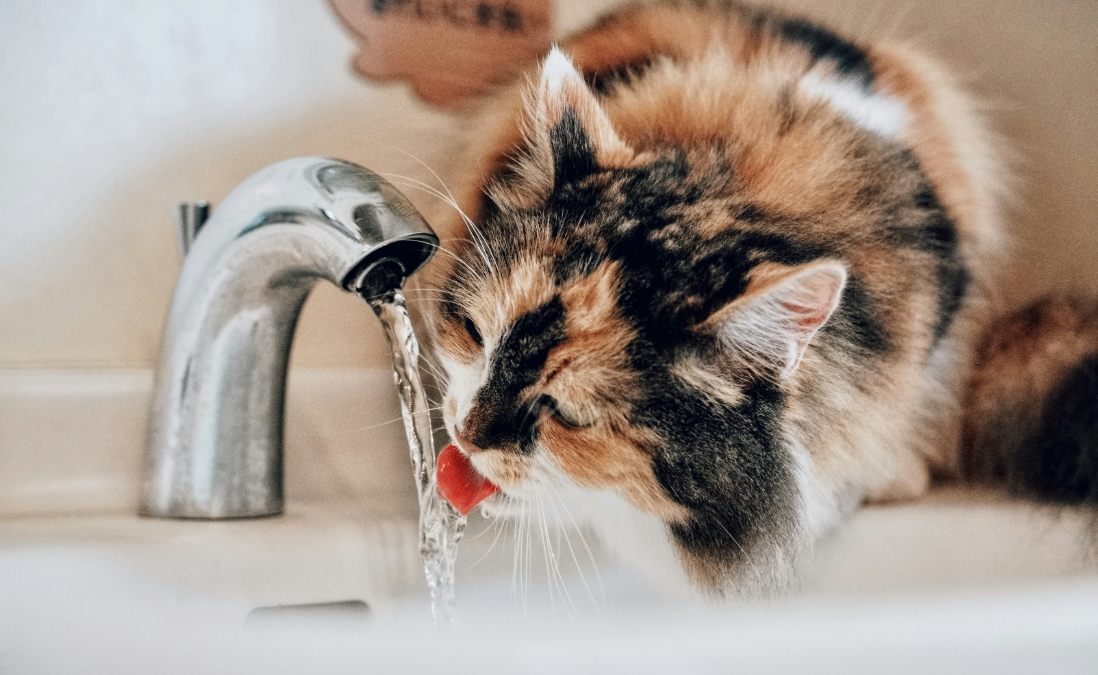 Why Is My Cat Not Drinking Water 6 Common Reasons