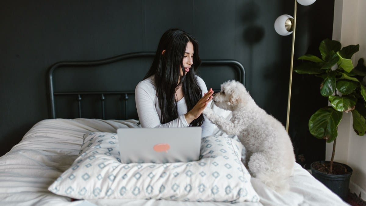 A dog settled comfortably near a home-office workspace.