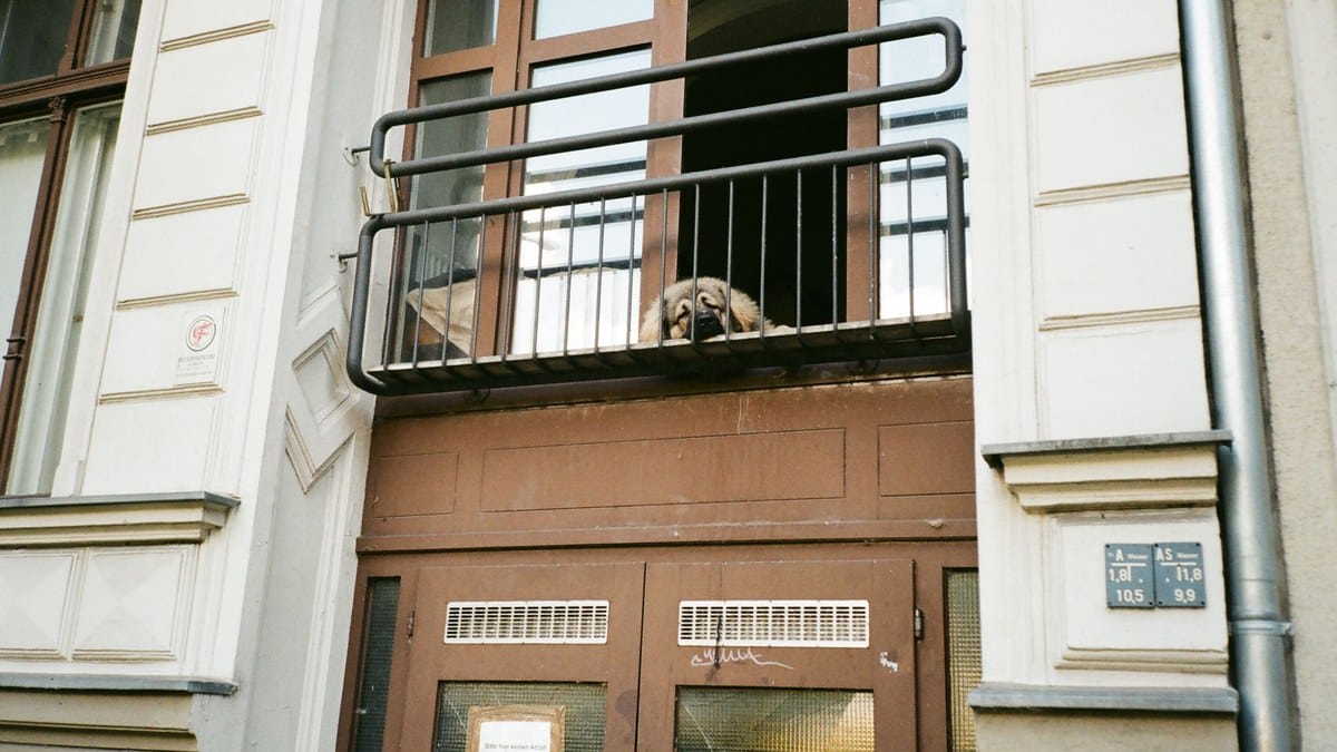 A dog on an apartment balcony.