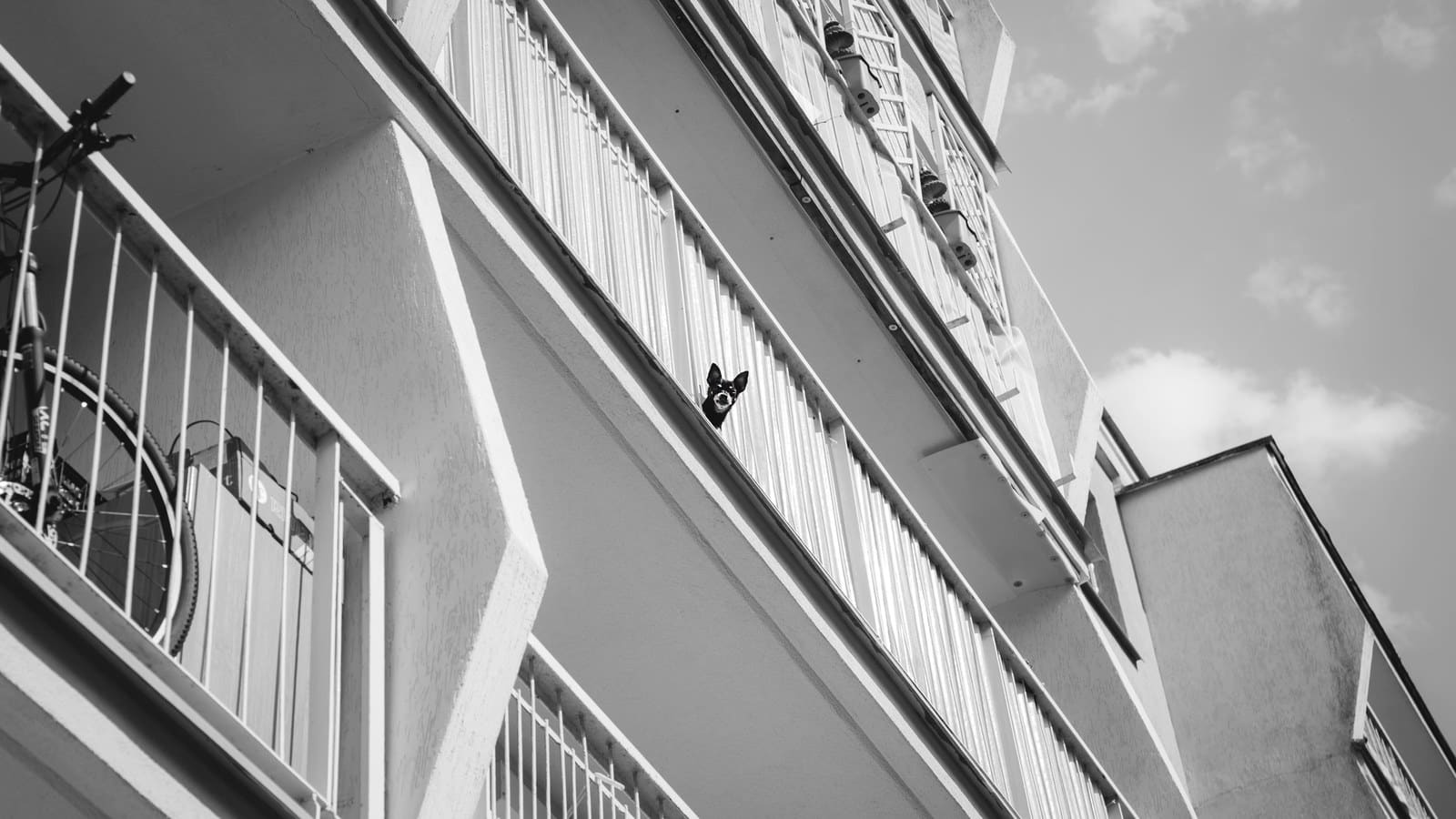 A dog relaxing on an apartment balcony, a common spot for a small potty area.