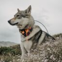 How Long Does a GPS Dog Tracker Battery Last?