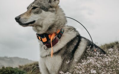 How Long Does a GPS Dog Tracker Battery Last?
