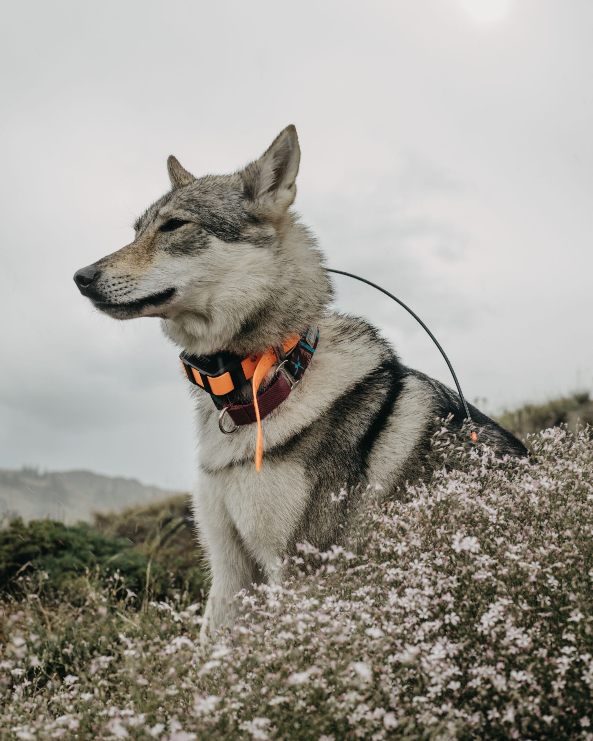 gps-dog-tracker-battery-life