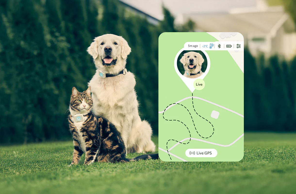 how-does-a-gps-dog-tracker-work
