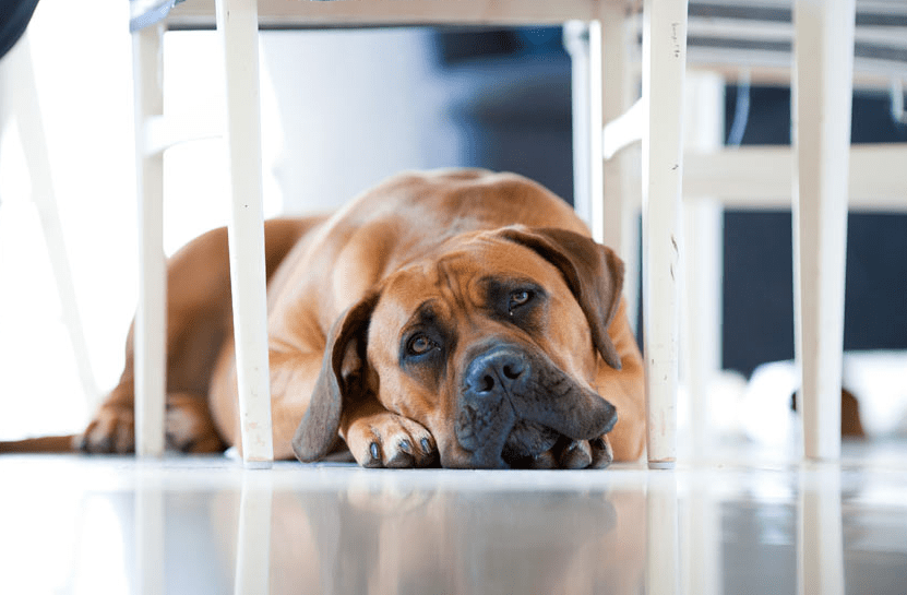 How to Monitor Dog Anxiety When Home Alone