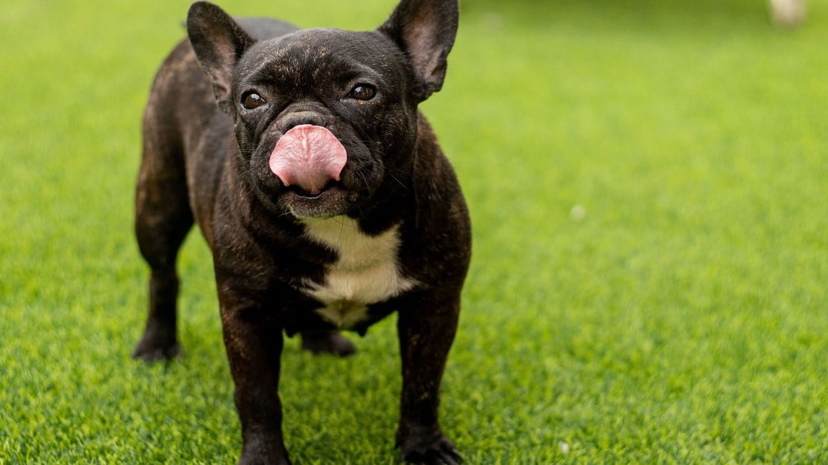 A dog standing on green grass turf.