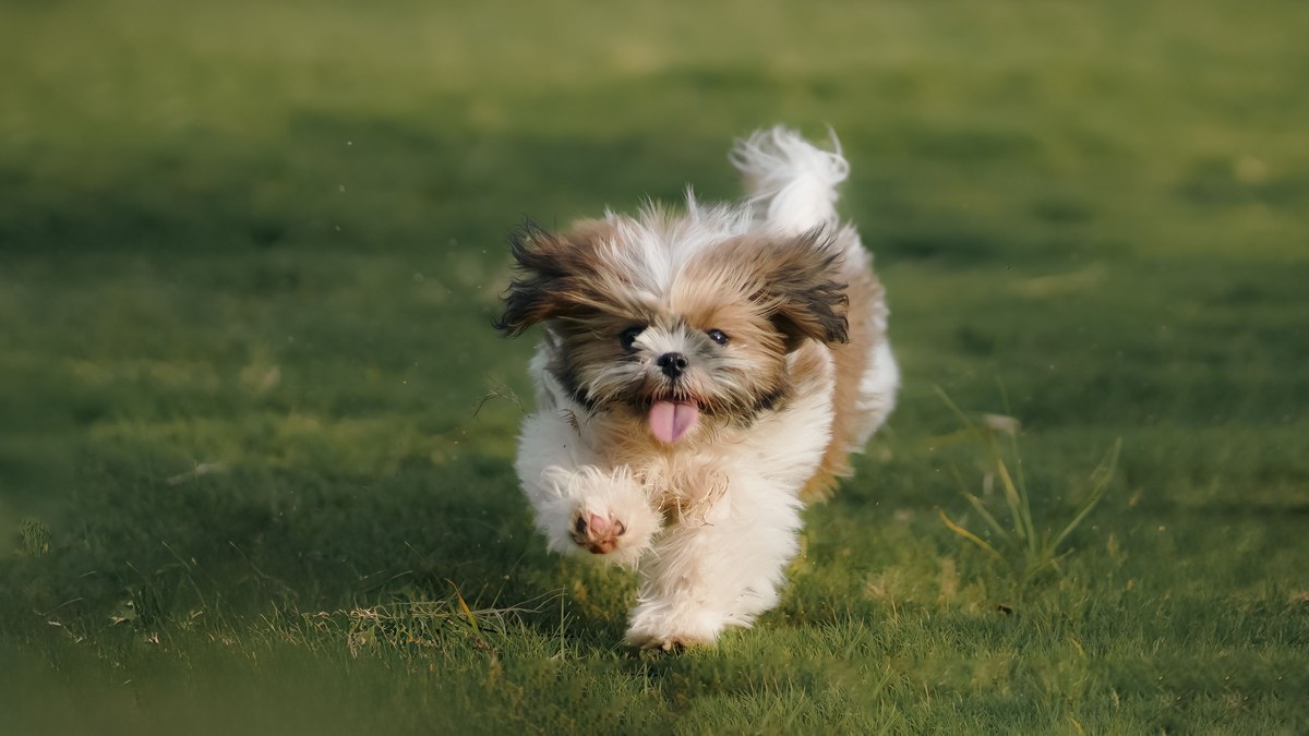 A dog standing on green grass turf.