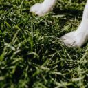 Is Artificial Grass Safe for Dogs on a Balcony? (Explained)