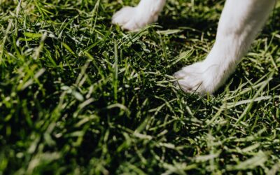 Is Artificial Grass Safe for Dogs on a Balcony? (Explained)