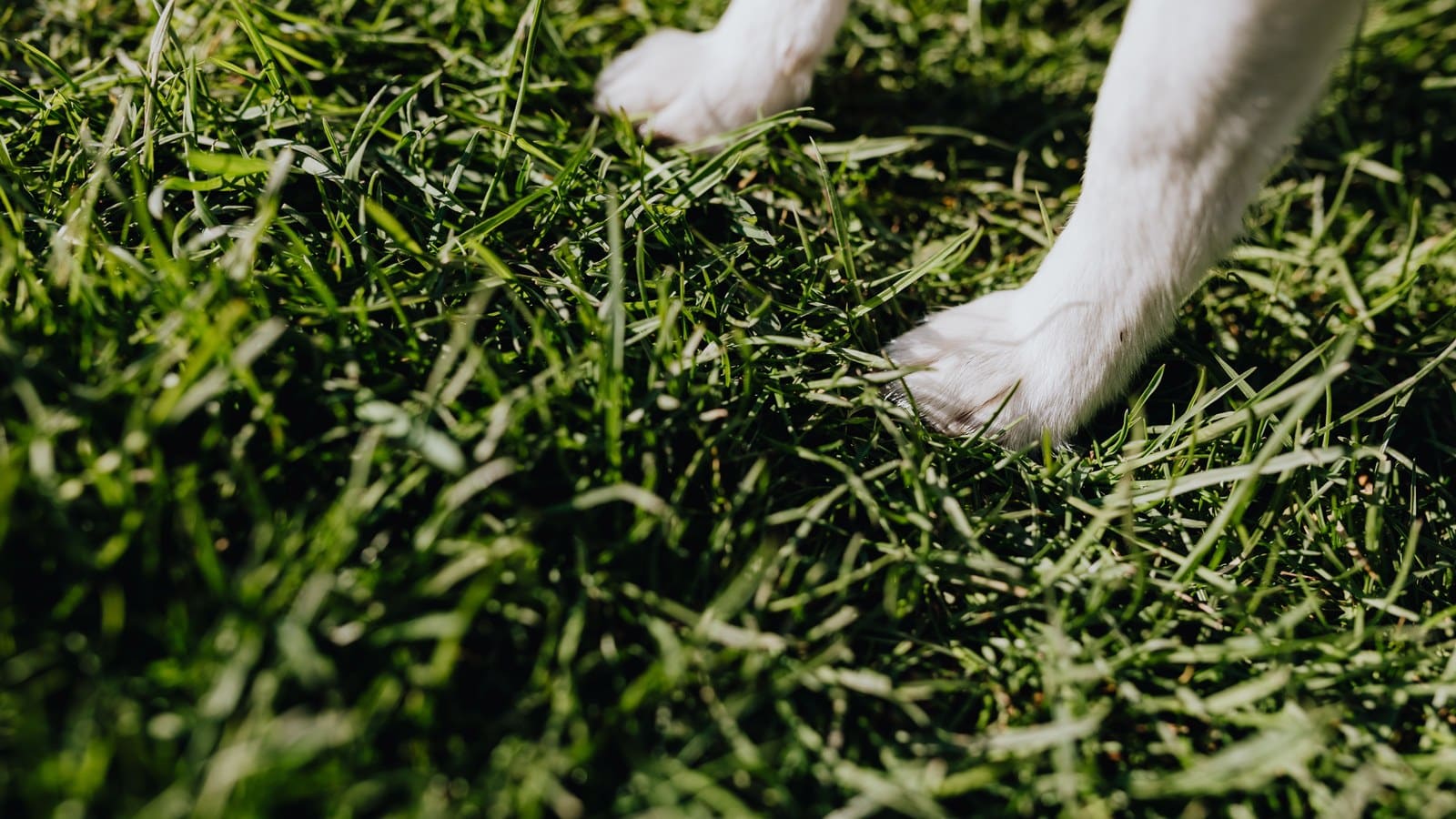 A small dog's paws standing on green grass, similar to artificial turf on a balcony.