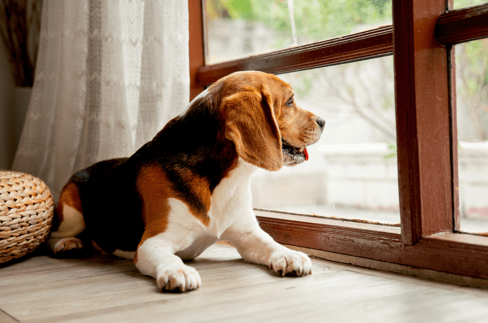 Is It Safe to Leave a Dog Home Alone All Day?